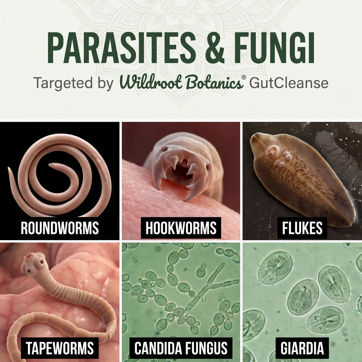 Parasites and fungi targeted by WildRoot Botanics GutCleanse